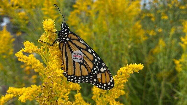 Monarch resurgence on P.E.I. gives environmental group butterflies