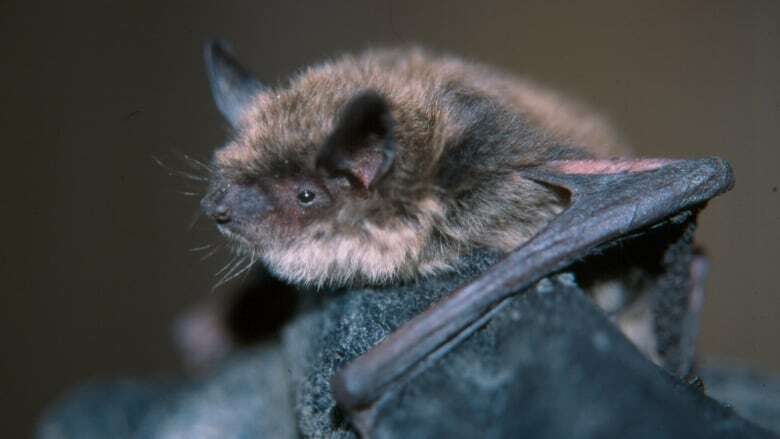 Hamilton confirms first case of bat rabies of 2024