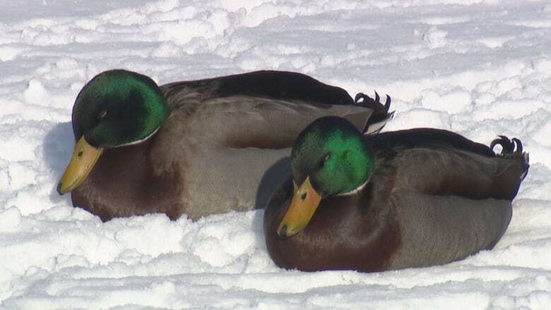 'If you like ducks, don't feed them,' says MUN professor worried about ongoing risk of bird flu