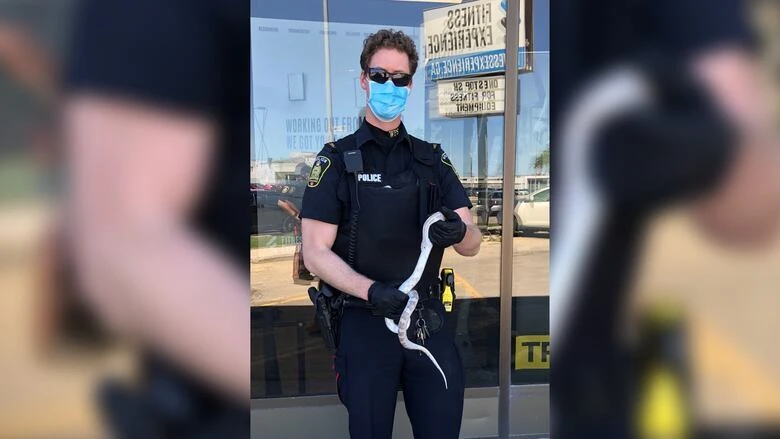 Suspect snake in custody after 2 days on the slither: Winnipeg police