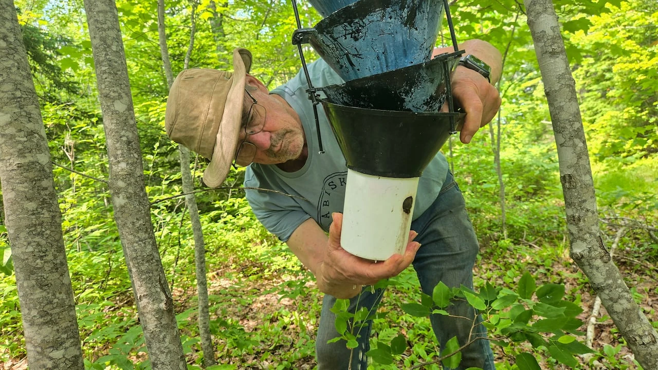 Woodlot owners in P.E.I. collecting spruce bark beetles for science