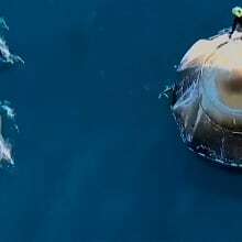 WATCH | #TheMoment dolphins greeted the capsule returning astronauts to Earth