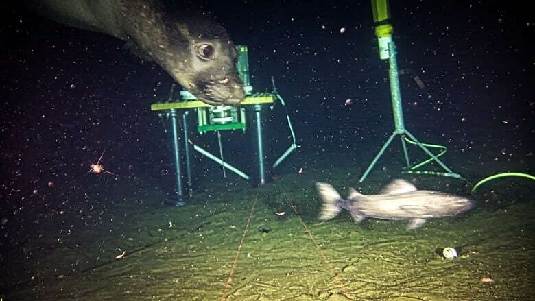 Elephant seals off B.C. coast used sonar equipment as 'dinner bell', researchers say