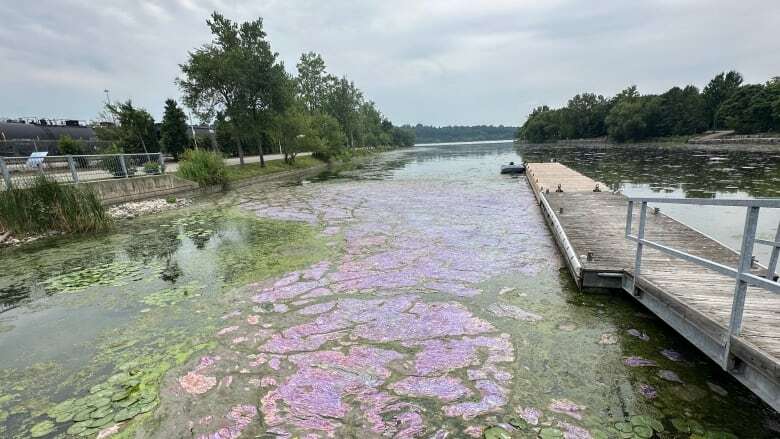 As rotting algae at Hamilton park 'smells like crap,' city tasked with preventing it next year