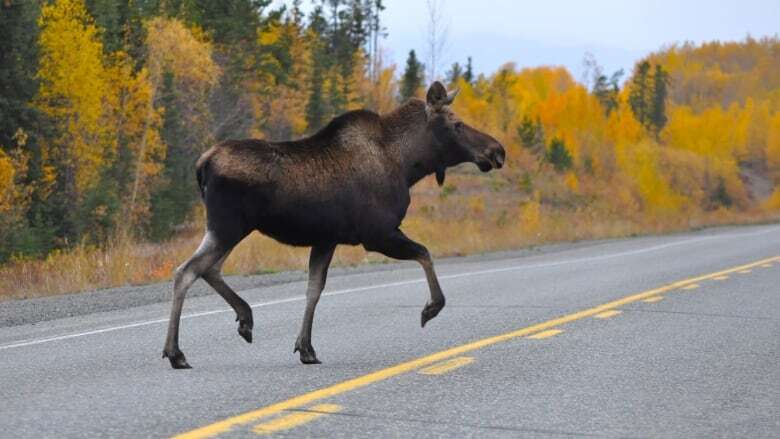 Man killed after hitting moose on Alaska Highway in Whitehorse