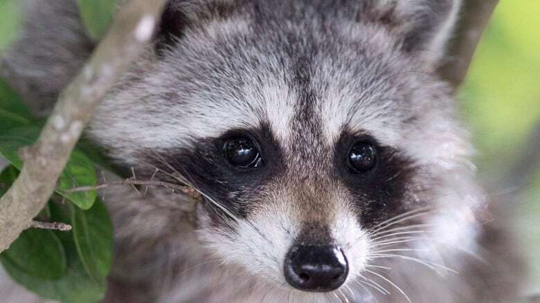 Quebec confirms 1st rabid raccoon in decade, urges those near Vermont border to be on alert