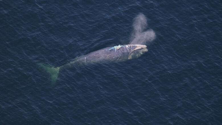 Entangled North Atlantic right whale spotted in Gulf of St. Lawrence