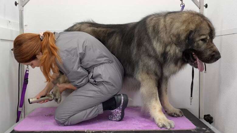 This Niagara pet groomer's become a social media star who uses her fame to help shelters