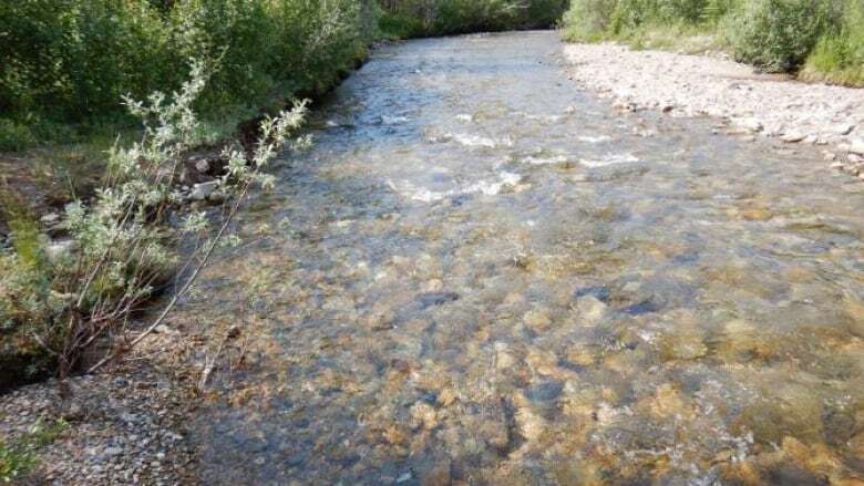 Yukon biologist warns impacts to creek near Eagle mine contained, but could reach tipping point