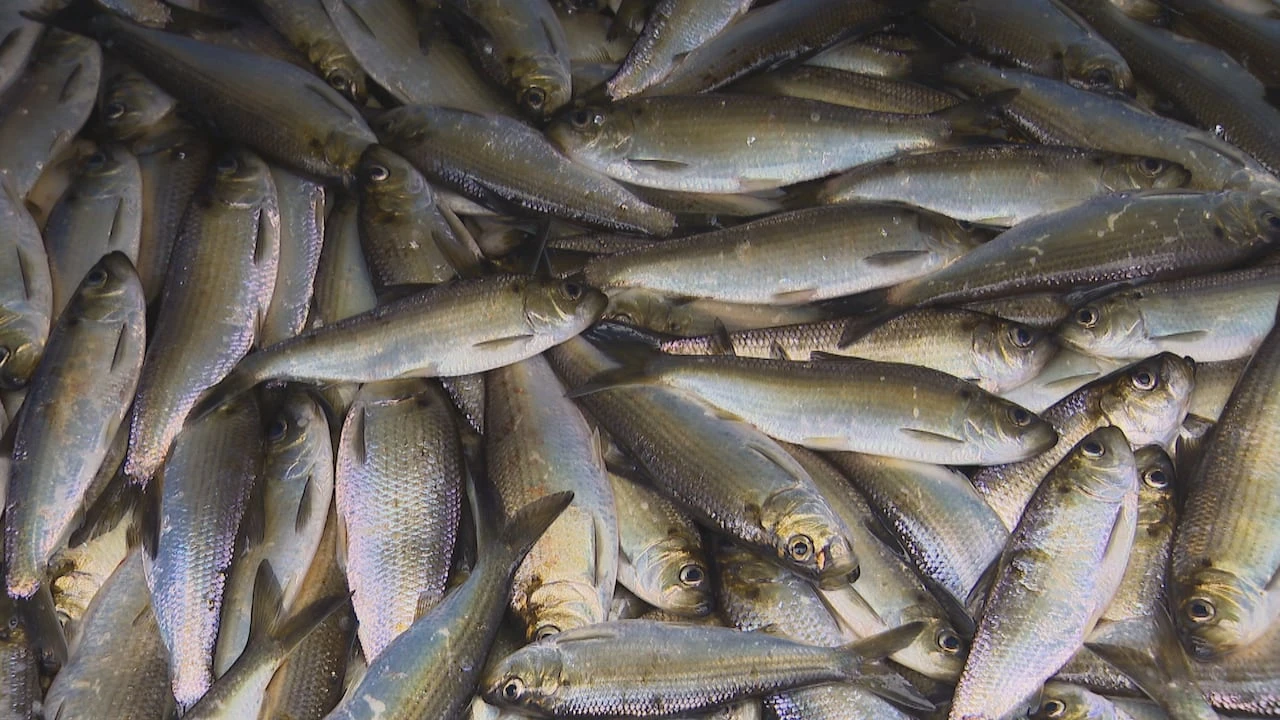 Catching gaspereau takes a leap and lots of scooping