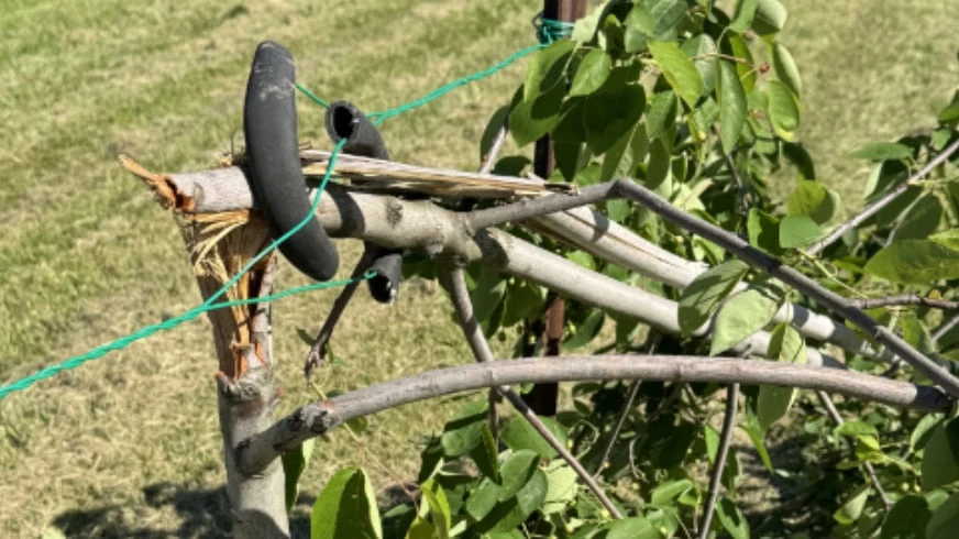 Vandals destroy memorial trees along Millennium Trail in Niagara Falls