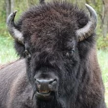 Where to see the bison roam in Alberta, according to naturalist Brian Keating