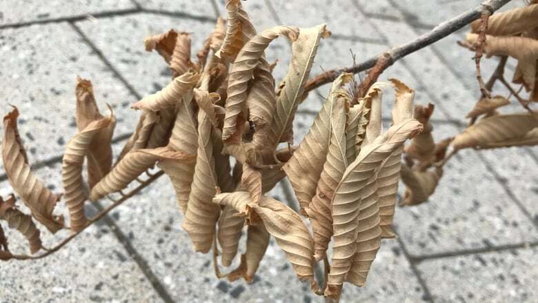 Invasive fungus that kills elm trees detected in Edmonton for first time, city says