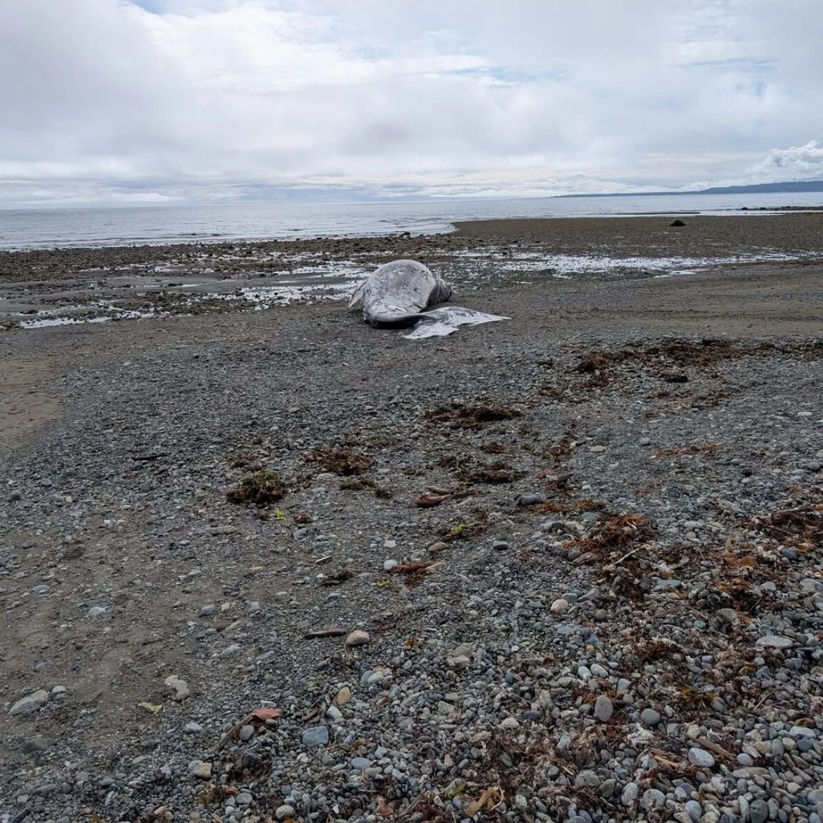 Second dead grey whale in less than a week washes ashore in B.C.