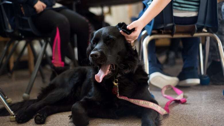 Parents frustrated after news support dogs won't return to Kitchener school