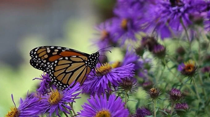 Ontario’s new Species Conservation Act raises concerns about oversight, habitat protection