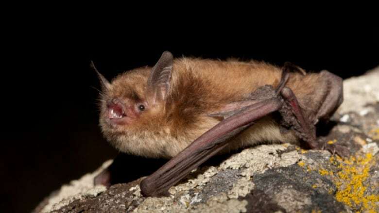 Brown bat crashes Aklavik couple's visit to their cabin