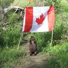Saskatoon beaver steals Canadian flag, makes dinner out of flag pole