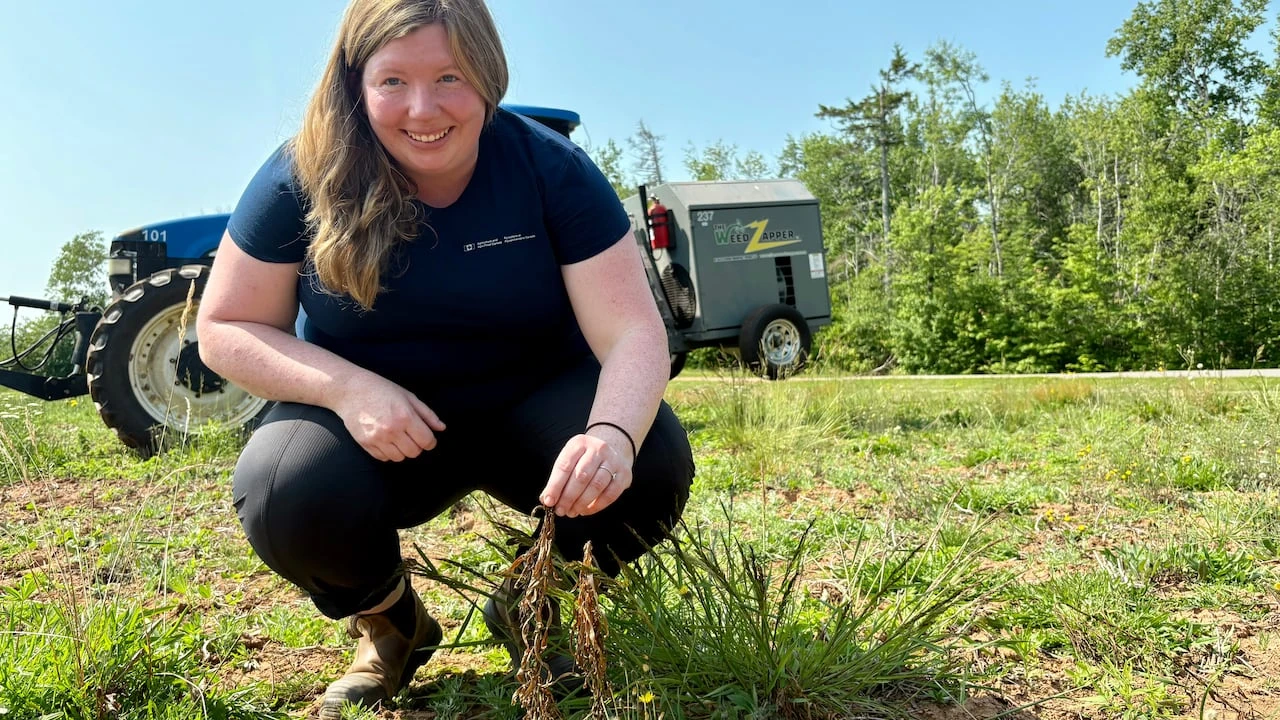 This weed zapper is ‘surging’ through farm fields on P.E.I.