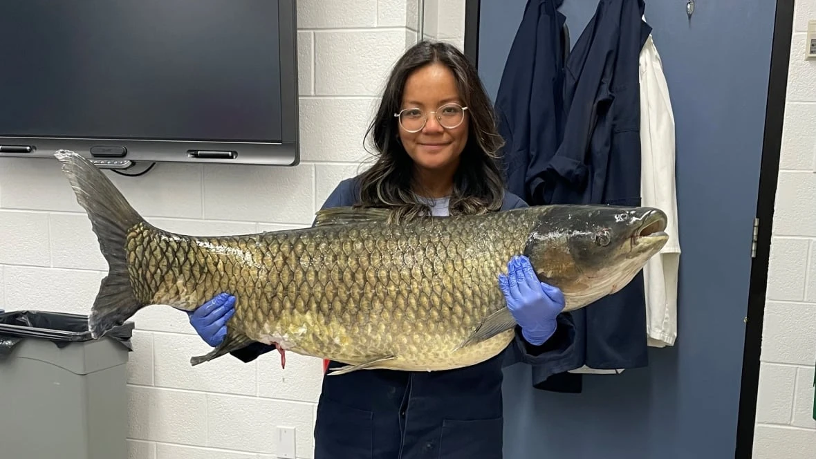 Goldfish, traps and electric currents: inside Canada's quiet war against invasive carp