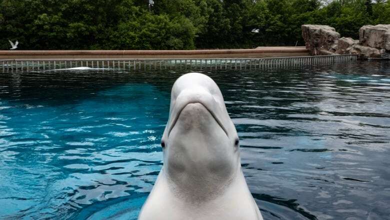 Marineland euthanizes 7-year-old beluga after medical struggles