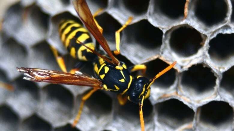 Feeling swarmed? Wasp experts explain what's with all the buzz this year