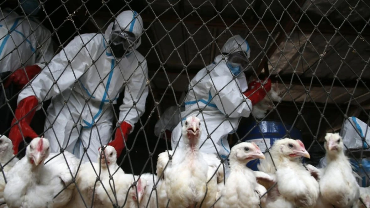 Scientists gather in St. John's to advocate for greater effort in fight against avian influenza