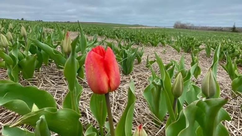 Warm weather means P.E.I.'s Belfast Tulips are blooming earlier than usual