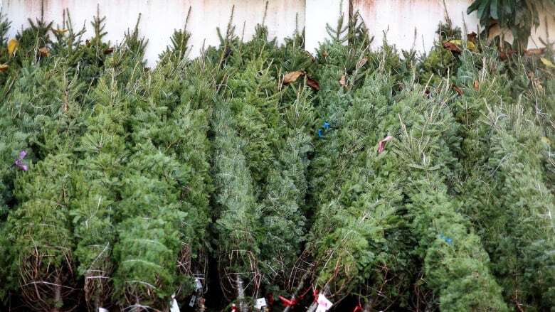 Here are different options for Waterloo region, Guelph residents looking to dispose of Christmas trees