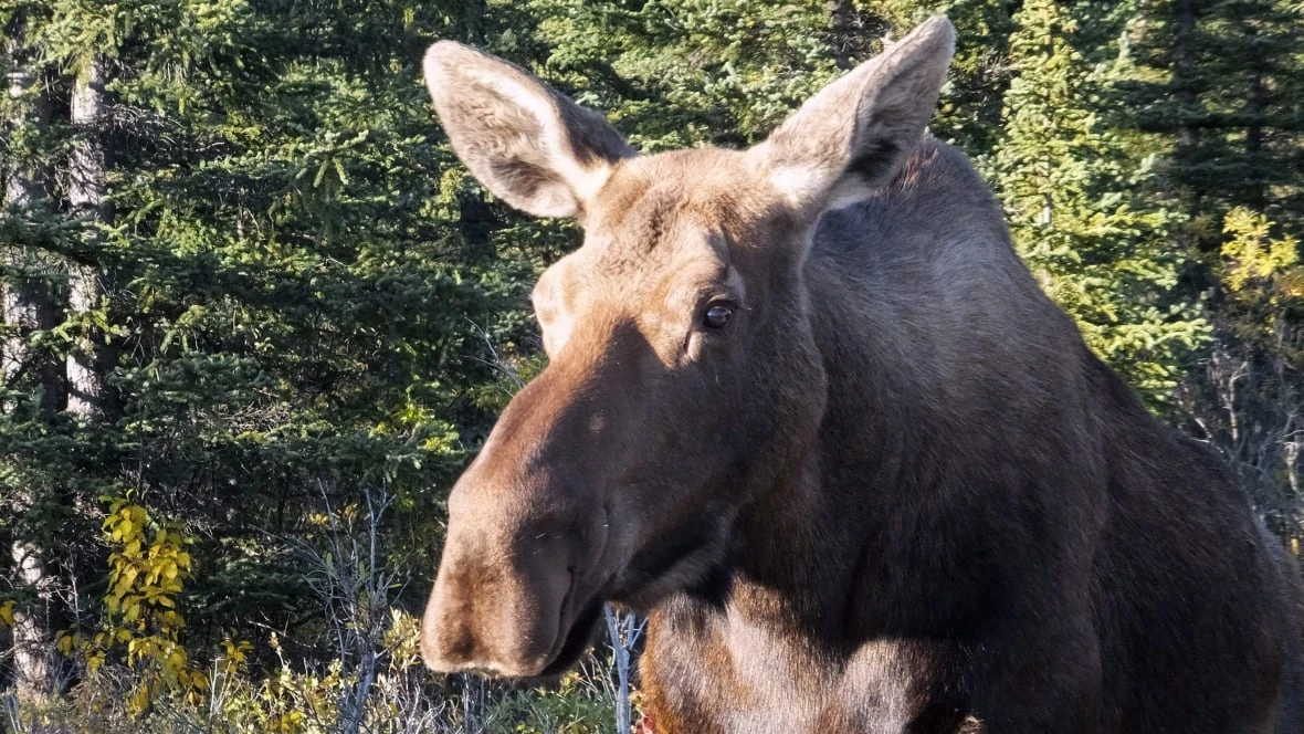 Collision with moose kills driver and injures passenger near Alaska's Denali National Park