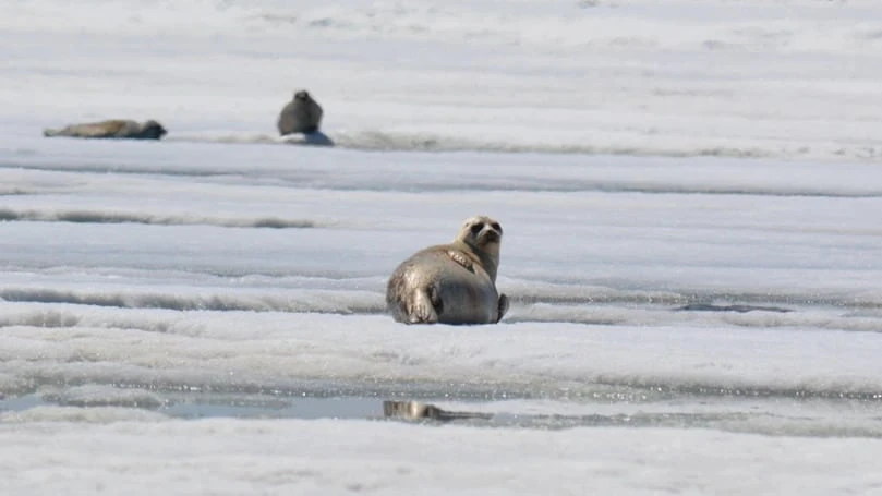 To eat or be eaten? The dilemma facing ringed seals in Hudson Bay