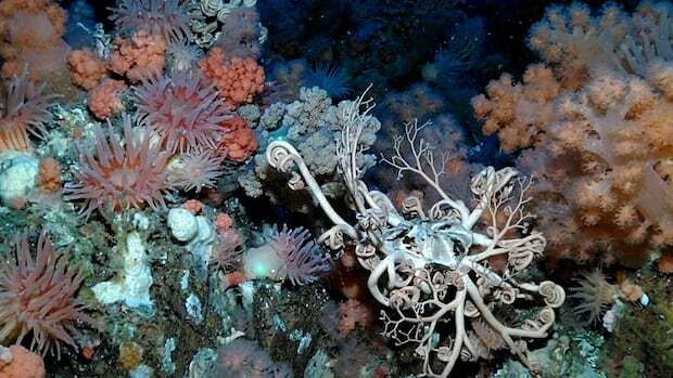 Spotting soft coral garden off Newfoundland 'once in a lifetime' opportunity, researcher says