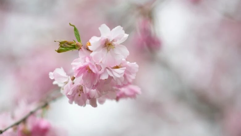 Cherry blossoms and magnolias bloom across Hamilton, with peak viewing for some this weekend