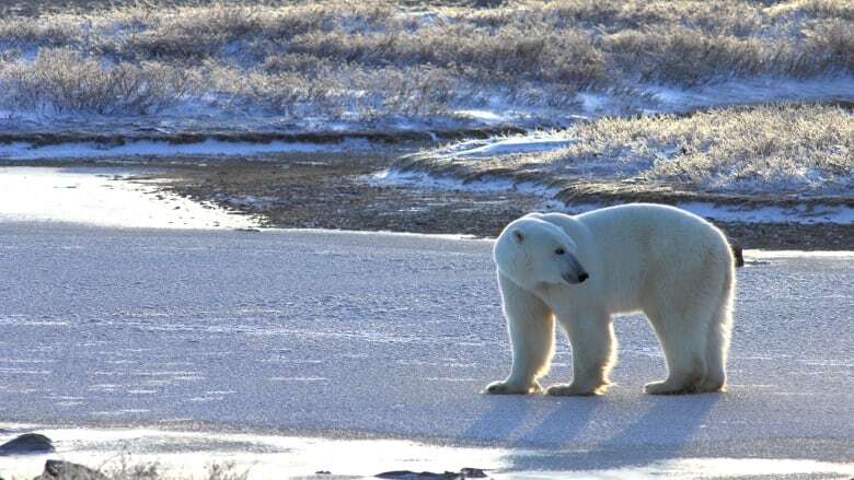 Arctic Ocean could have 1st day without sea ice by 2027, study says