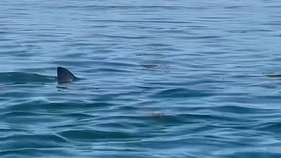 Shark tales: What locals saw, or didn't see, during Passamaquoddy Bay White Shark Week