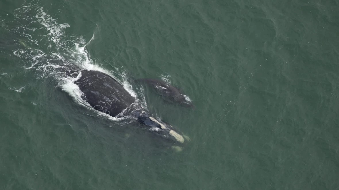Right whale detection in Gulf will mean restrictions for some P.E.I. lobster boats