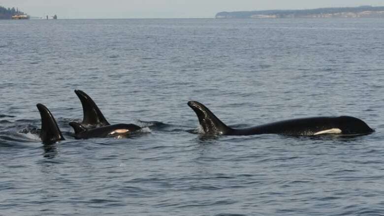 Newborn southern resident orca calf confirmed, another feared dead