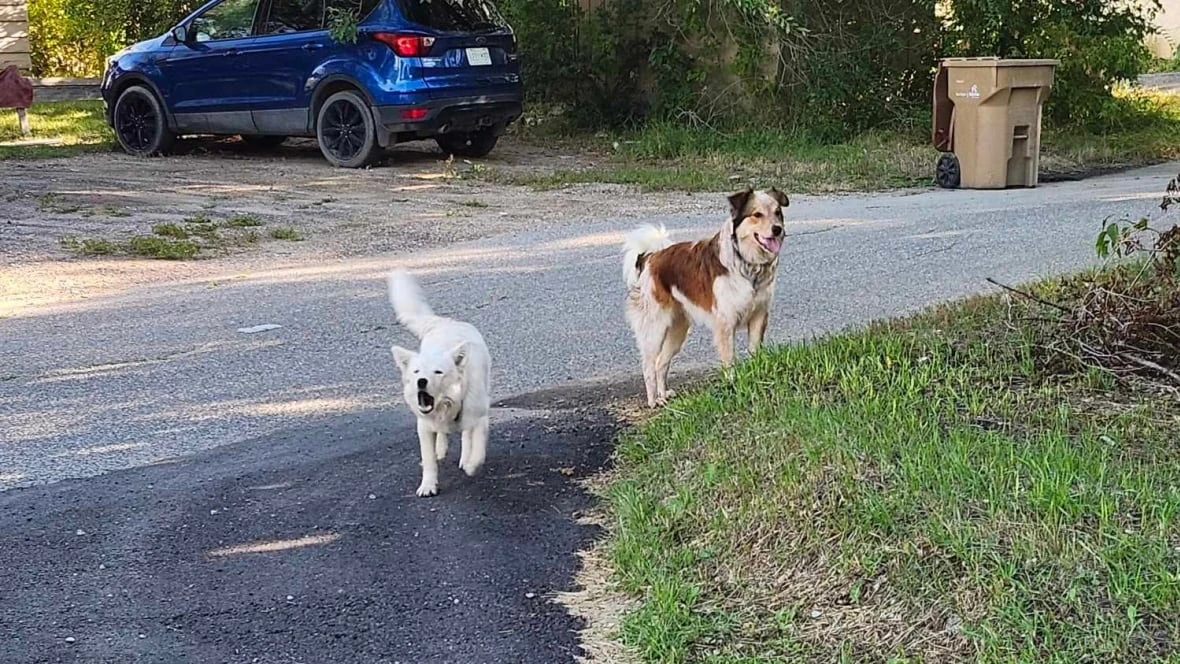 'Living in terror': Regina residents push for bylaw changes after multiple dog attacks