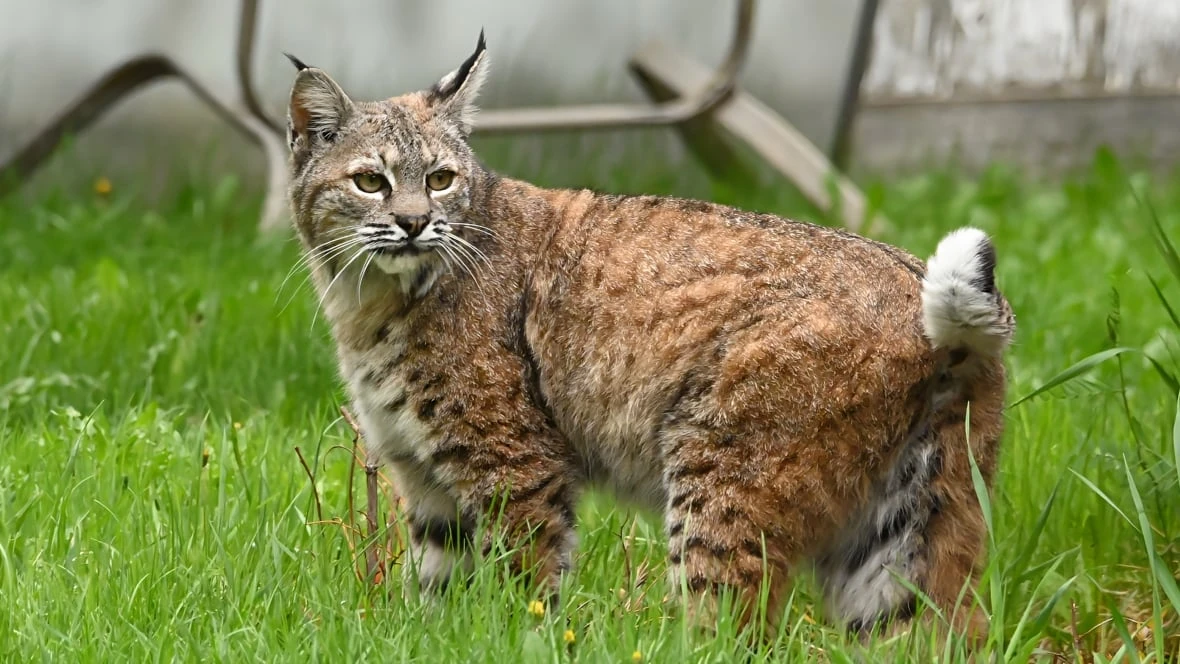 Police respond to 2nd bobcat encounter in southeast Calgary, woman left injured