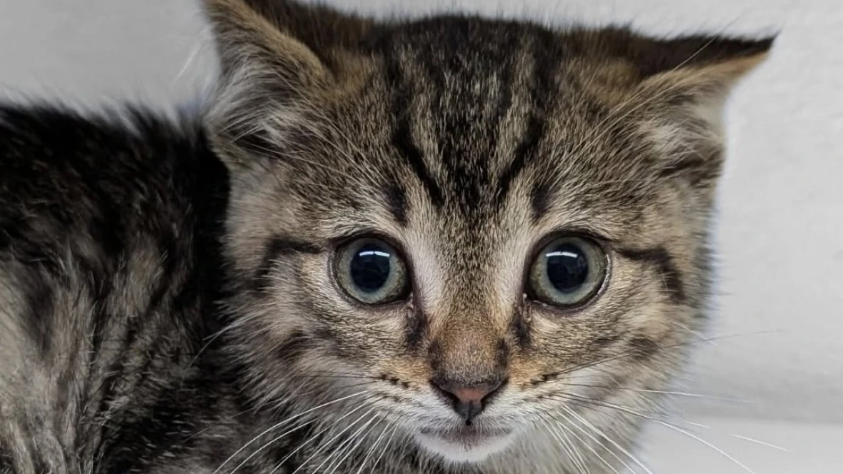 Winnipeg Humane Society took in an 'astronomical amount' of cats and kittens in July