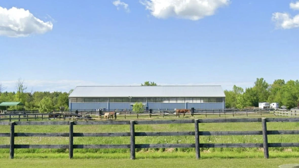 Act of 'disturbing' cruelty leaves 1 horse dead and several others injured in Welland, Ont., ranch