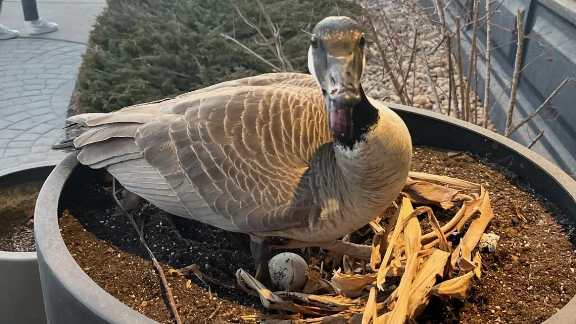 'Mama Earlette': Canada goose's eggs hatch in Regina Earls restaurant's planter