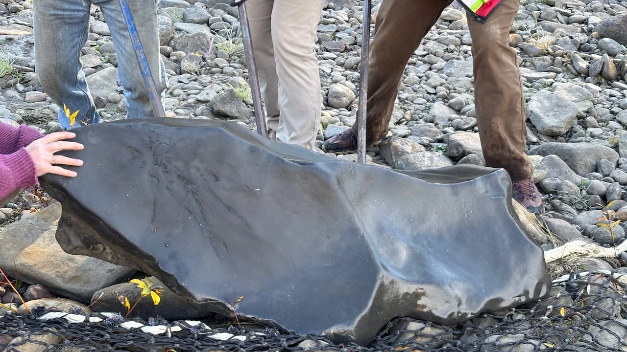 Father and son discover fossilized ichthyosaur skull in B.C.'s Kiskatinaw River valley