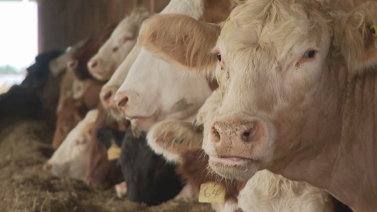 P.E.I. could power homes using dead cattle and lobster parts. Yes, you read that right