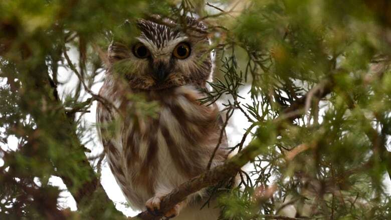 Windsor-Essex Christmas bird counters spot a rare blackbird - and a few different owls