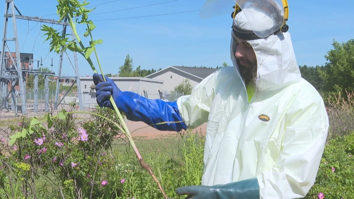 Islanders being asked to report sightings of toxic, skin-burning wild parsnip