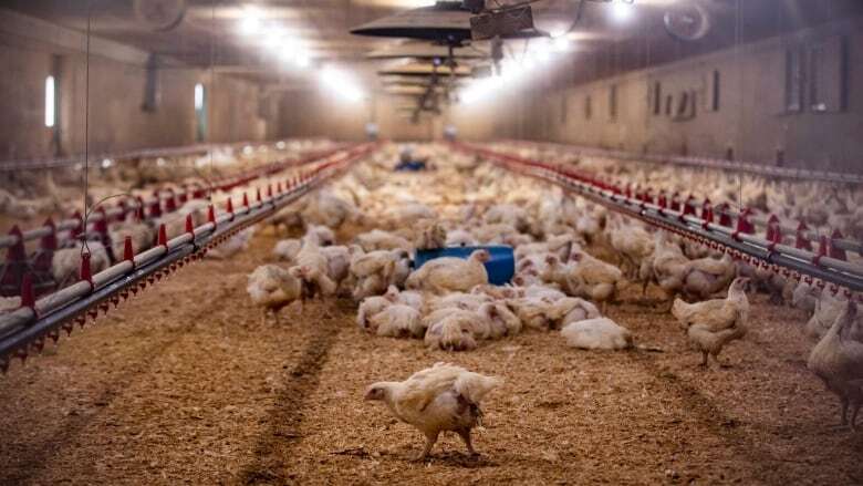 7 southwestern Ontario poultry farms in quarantine after avian flu outbreak