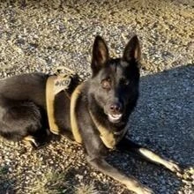 RCMP dog shot and killed in line of duty in High Prairie police operation