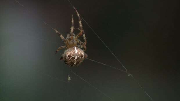 Are you seeing more spiders in Quebec and are they bigger than usual?