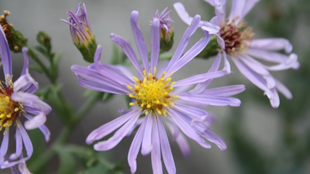 Native plant project aims to bring new life to northeast Calgary green space